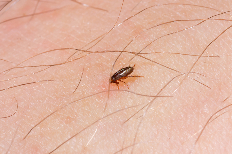 Flea Pest Control in Kent United Kingdom